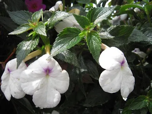 گل آب گرم یا Achimenes Little Beautyگلدان پلاستیکی Plastic pot, plastic vase مجموعه تولیدی سیدوس ,تولید کننده گلدان پلاستیکی سیدوس ,بیش از 120نوع, اعم از گلدان استوانه ای پلاستیکی سیدوس,گلدان الماسی پلاستیکی سیدوس,گلدان مربعی پلاستیکی,گلدان مثلثی پلاستیکی,گلدان گرد پلاستیکی ,باکس مستطیلی,در اندازه های کاکتوسی تا درختچه ای