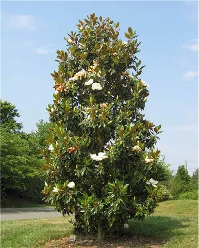 نام علمی: Magnolia grandifloraمگنولیا سفید درختی بسار زیبا در نواحی شمال ایران ودلخواه مجموعه تولیدی گلدان پلاستیکی سیدوس