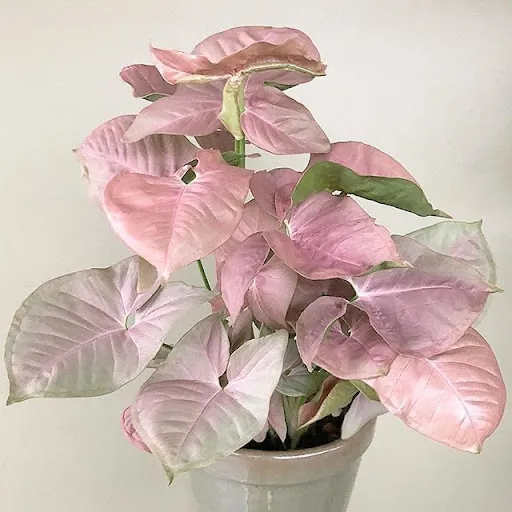 گیاه سینگونیوم (Syngonium) وفنگ شویی این گیاه مجموعه تولیدی سیدوس ,تولید کننده گلدان پلاستیکی سیدوس