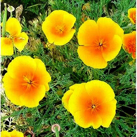 گل های بهاری وتابستانی مناسب باغچه (37گونه)Spring and summer flowers suitable for the garden (37 (species) مجموعه تولیدی سیدوس , تولید کننده گلدان های پلاستیکی سیدوس