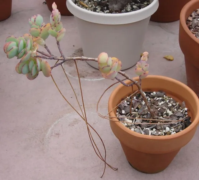 ریشه های هوایی ساکولنت هاAerial roots of succulents مجموعه تولیدی سیدوس ,تولید کننده گلدان پلاستیکی سیدوس ,بیش از 120نوع, اعم از گلدان استوانه ای پلاستیکی سیدوس,گلدان الماسی پلاستیکی سیدوس,گلدان مربعی پلاستیکی,گلدان مثلثی پلاستیکی,گلدان گرد پلاستیکی ,باکس مستطیلی,در اندازه های کاکتوسی تا درختچه ای
