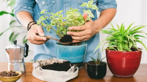 تفاله قهوه ومزایای آن برای گیاهان Coffee grounds and their benefits for plants گلدان پلاستیکی Plastic pot, plastic vase مجموعه تولیدی سیدوس ,تولید کننده گلدان پلاستیکی سیدوس ,بیش از 120نوع, اعم از گلدان استوانه ای پلاستیکی سیدوس,گلدان الماسی پلاستیکی سیدوس,گلدان مربعی پلاستیکی,گلدان مثلثی پلاستیکی,گلدان گرد پلاستیکی ,باکس مستطیلی,در اندازه های کاکتوسی تا درختچه ای