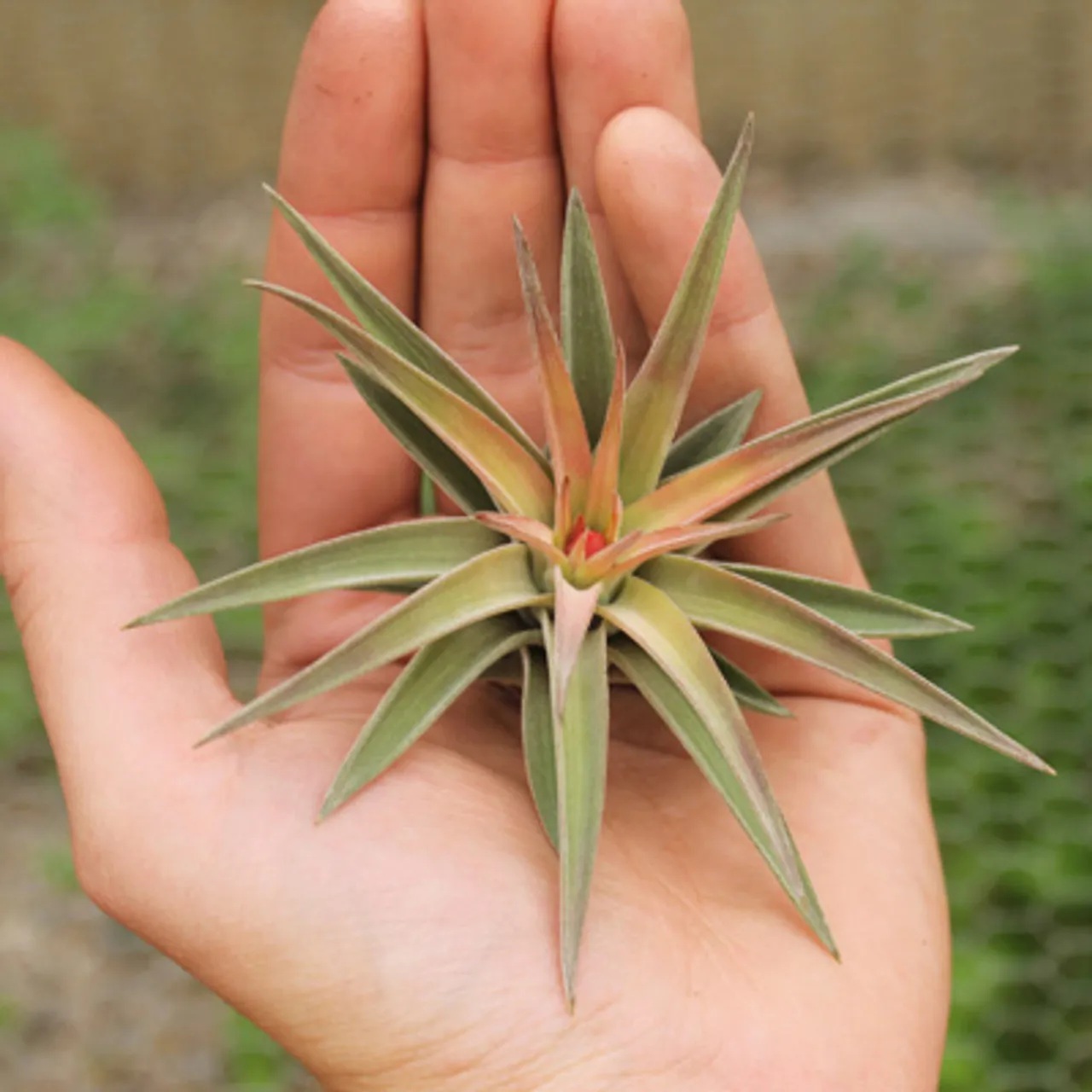 گل برگ بیدی (6اصل حیاتی)beedy leaf flower (6 vital principles)
مجموعه تولیدی سیدوس ,تولید کننده گلدان پلاستیکی سیدوس ,بیش از 120نوع, اعم از گلدان استوانه ای پلاستیکی سیدوس,گلدان الماسی پلاستیکی سیدوس,گلدان مربعی پلاستیکی,گلدان مثلثی پلاستیکی,گلدان گرد پلاستیکی ,باکس مستطیلی,در اندازه های کاکتوسی تا درختچه ای