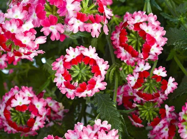 گل شاه پسند گیاهی با عادت رشد درختچه‌ای بوده و از خانواده Verbenaceae و نام علمی Verbena Bonariensis، متعلق به تیرۀ شاپسند است.مجموعه تولیدی سیدوس ,تولید کننده گلدان پلاستیکی سیدوس
