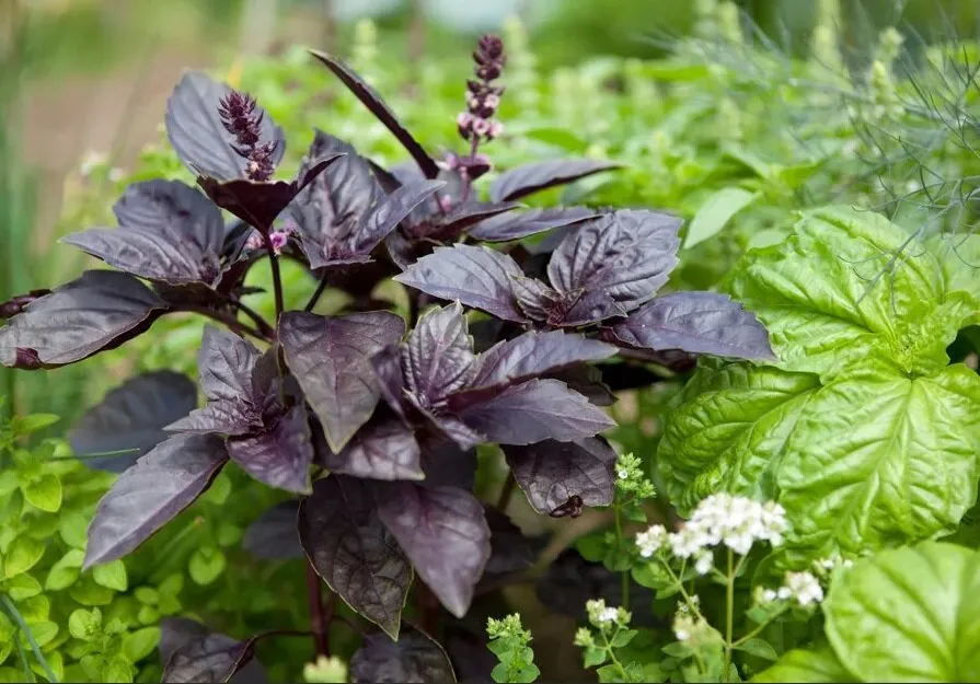 ریحان وکاشت این سبزی خوش عطر Basil and planting this fragrant herb مجموعه تولیدی سیدوس ,تولید کننده گلدان پلاستیکی سیدوس ,بیش از 120نوع, اعم از گلدان استوانه ای پلاستیکی سیدوس,گلدان الماسی پلاستیکی سیدوس,گلدان مربعی پلاستیکی,گلدان مثلثی پلاستیکی,گلدان گرد پلاستیکی ,باکس مستطیلی,در اندازه های کاکتوسی تا درختچه ای