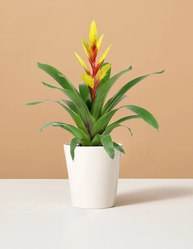 گیاه ورزیا دوالیانا (4دلیل زرد شدن این گیاه)Verzia dovaliana plant (4 reasons why this plant turns yellow)
گلدان پلاستیکی  Plastic pot,  plastic vase مجموعه تولیدی سیدوس ,تولید کننده گلدان پلاستیکی سیدوس ,بیش از 120نوع, اعم از گلدان استوانه ای پلاستیکی سیدوس,گلدان الماسی پلاستیکی سیدوس,گلدان مربعی پلاستیکی,گلدان مثلثی پلاستیکی,گلدان گرد پلاستیکی ,باکس مستطیلی,در اندازه های کاکتوسی تا درختچه ای