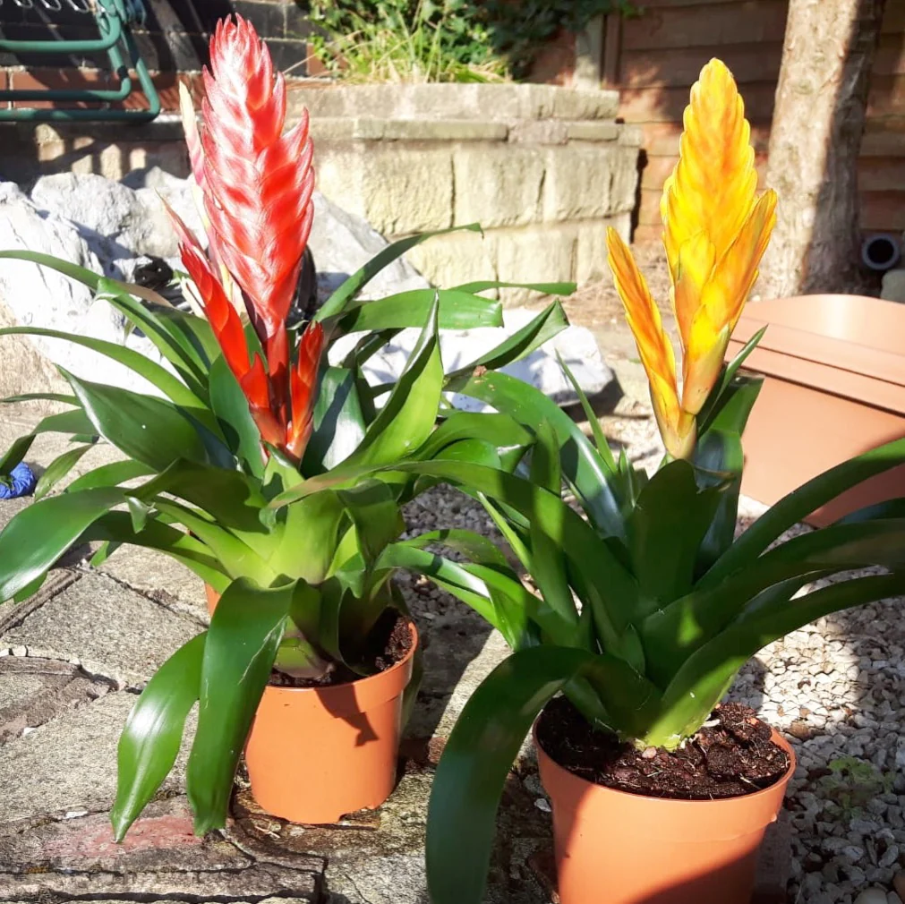 Vriesea