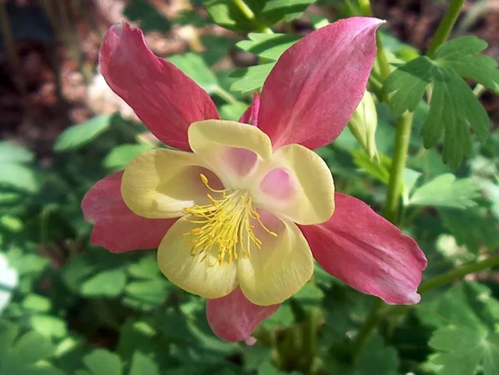 گل تاج الملوکAquilegia vulgaris Nora Barlow مجموعه تولیدی سیدوس ,تولید کننده گلدان پلاستیکی سیدوس وشیلنگ آب وشیلنگ گاز وشیلنگ کولری ومحصولات پلاسکویی مانند چاقو تیز کن پوست کن,َ