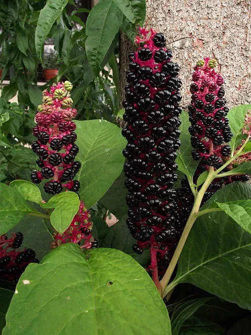 گل فیتولاکا   (سرخ بر) سرخاب کولیPhytolacca acinosa ,
 Phytolaccaceae
مجموعه تولیدی سیدوس تولید کننده گلدان پلاستیکی سیدوس