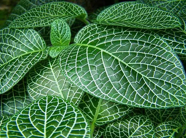 گل فیتونیاFittonia argyroneura , Acantaceae مجموعه تولیدی سیدوس تولید کننده گلدان پلاستیکی سیدوس