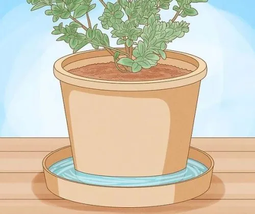 گیاهانی که باید از زیر آبیاری شودPlants that need to be watered from below مجموعه تولیدی سیدوس ,تولید کننده گلدان پلاستیکی سیدوس ,بیش از 120نوع, اعم از گلدان استوانه ای پلاستیکی سیدوس,گلدان الماسی پلاستیکی سیدوس,گلدان مربعی پلاستیکی,گلدان مثلثی پلاستیکی,گلدان گرد پلاستیکی ,باکس مستطیلی,در اندازه های کاکتوسی تا درختچه ای 
