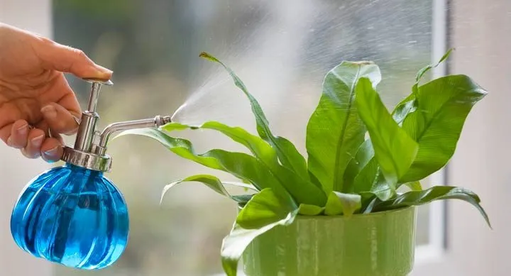 گیاه ورزیا دوالیانا (4دلیل زرد شدن این گیاه) Verzia dovaliana plant (4 reasons why this plant turns yellow) گلدان پلاستیکی Plastic pot, plastic vase مجموعه تولیدی سیدوس ,تولید کننده گلدان پلاستیکی سیدوس ,بیش از 120نوع, اعم از گلدان استوانه ای پلاستیکی سیدوس,گلدان الماسی پلاستیکی سیدوس,گلدان مربعی پلاستیکی,گلدان مثلثی پلاستیکی,گلدان گرد پلاستیکی ,باکس مستطیلی,در اندازه های کاکتوسی تا درختچه ای