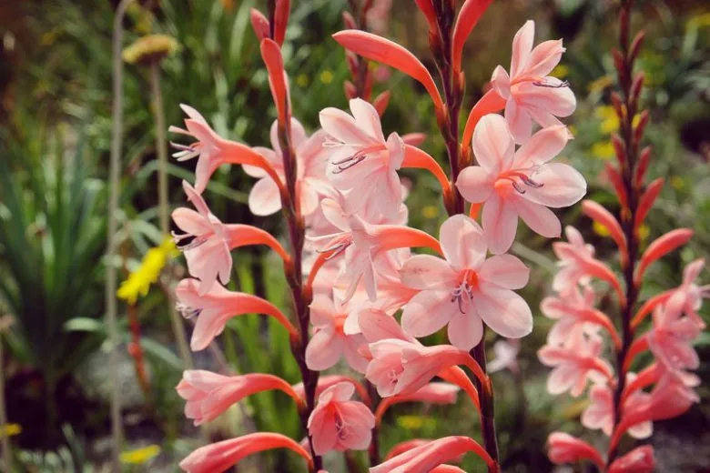 گل واتسونیا (Table Mountain Watsonia)

<p>نام علمی: (Watsonia tabularis)<br />
گلدان پلاستیکی سیدوس Sidoos plastic vase