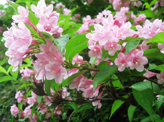 گل واگیلیا ـ خانواده: Caprifoliaceae
ـ نام علمی: Weigela praecox
مجموعه تولیدی سیدوس تولید کننده گلدان های پلاستیکی سیدوس در رنگهای متنوع