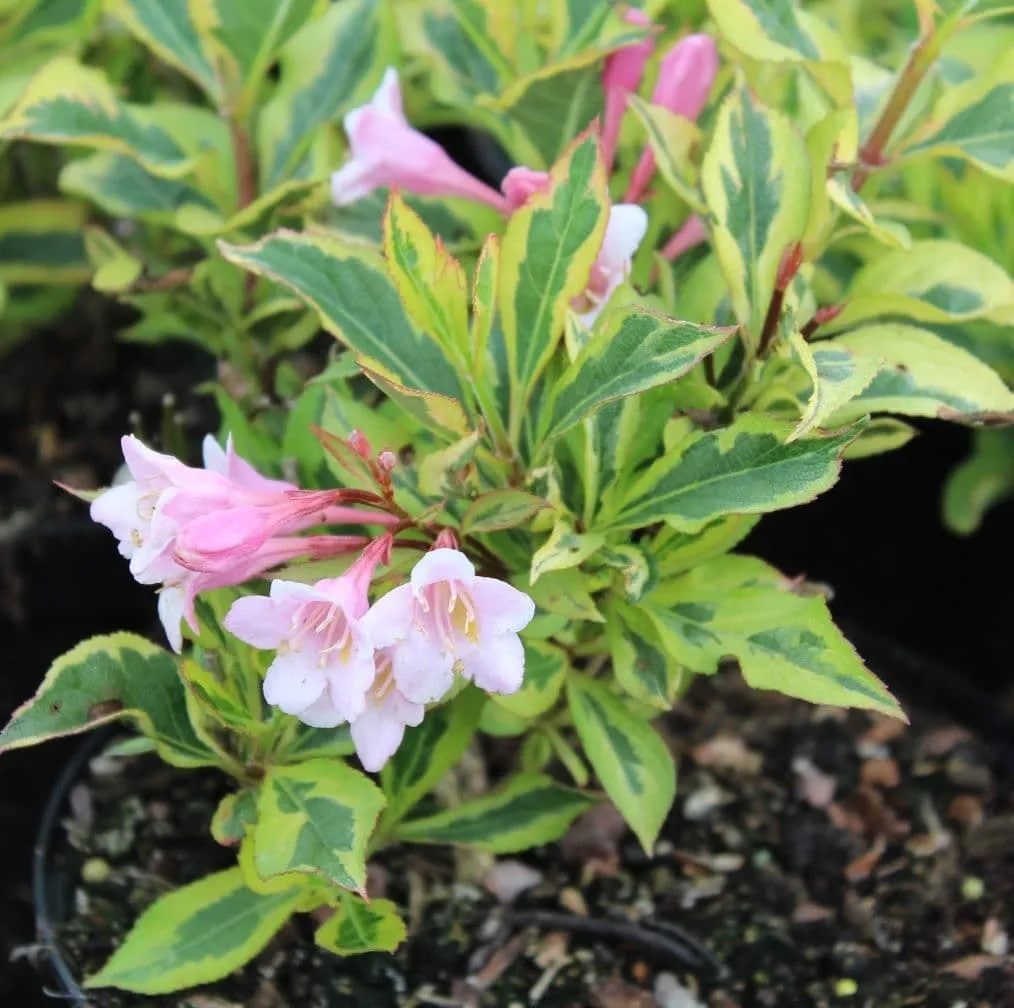 گل واگیلیا ـ خانواده: Caprifoliaceae
ـ نام علمی: Weigela praecox
مجموعه تولیدی سیدوس تولید کننده گلدان های پلاستیکی سیدوس در رنگهای متنوع