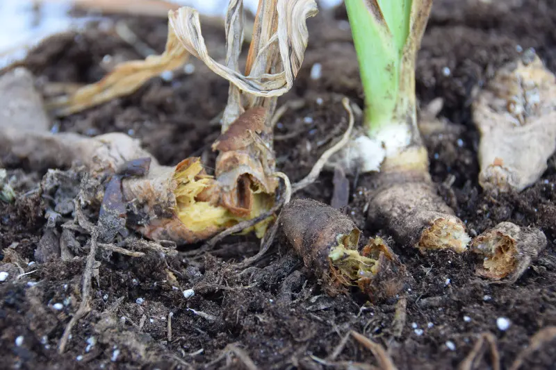 پوسیدگی ریشه گیاهان و روش درمانPlant root rot and treatment methods
مجموعه تولیدی سیدوس ,تولید کننده گلدان پلاستیکی سیدوس ,بیش از 120نوع, اعم از گلدان استوانه ای پلاستیکی سیدوس,گلدان الماسی پلاستیکی سیدوس,گلدان مربعی پلاستیکی,گلدان مثلثی پلاستیکی,گلدان گرد پلاستیکی ,باکس مستطیلی,در اندازه های کاکتوسی تا درختچه ای