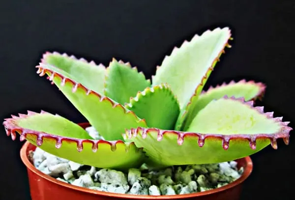 گیاه اشک تمساح با نام علمی Kalanchoe Daigremontiana و نام انگلیسی Bryophyllum از ساکولنت‌های خانواده Crassulaceae یا گل نازیان می‌باشد.مجموعه تولیدی سیدوس ,تولید کننده گلدان پلاستیکی سیدوس ,بیش از 120نوع, اعم از گلدان استوانه ای پلاستیکی سیدوس,گلدان الماسی پلاستیکی سیدوس,گلدان مربعی پلاستیکی,گلدان مثلثی پلاستیکی,گلدان گرد پلاستیکی ,باکس مستطیلی,در اندازه های کاکتوسی تا درختچه ای