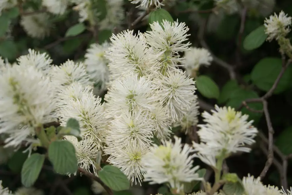 گل توسکا جادوگر (Mountain witch Alder)نام علمی: (Fothergilla major)
