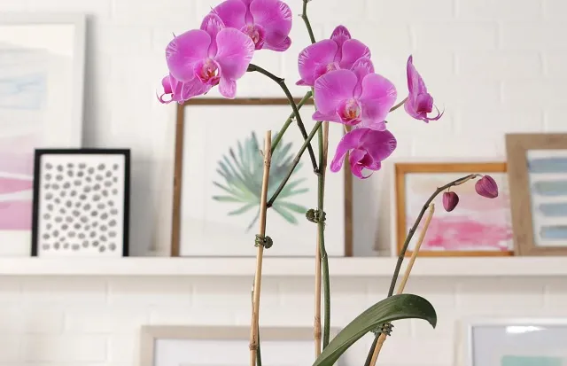 گیاهان آپارتمانی مناسب برای افراد آلرژیکHouseplants suitable for allergy sufferers
مجموعه تولیدی سیدوس ,تولید کننده گلدان پلاستیکی سیدوس ,بیش از 120نوع, اعم از گلدان استوانه ای پلاستیکی سیدوس,گلدان الماسی پلاستیکی سیدوس,گلدان مربعی پلاستیکی,گلدان مثلثی پلاستیکی,گلدان گرد پلاستیکی ,باکس مستطیلی,در اندازه های کاکتوسی تا درختچه ای