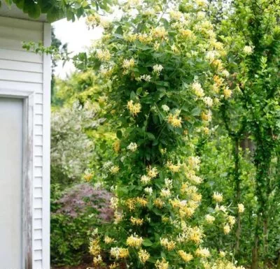 Himalayan honeysuckle,Leycesteria Formosa,پیچ امین الدوله