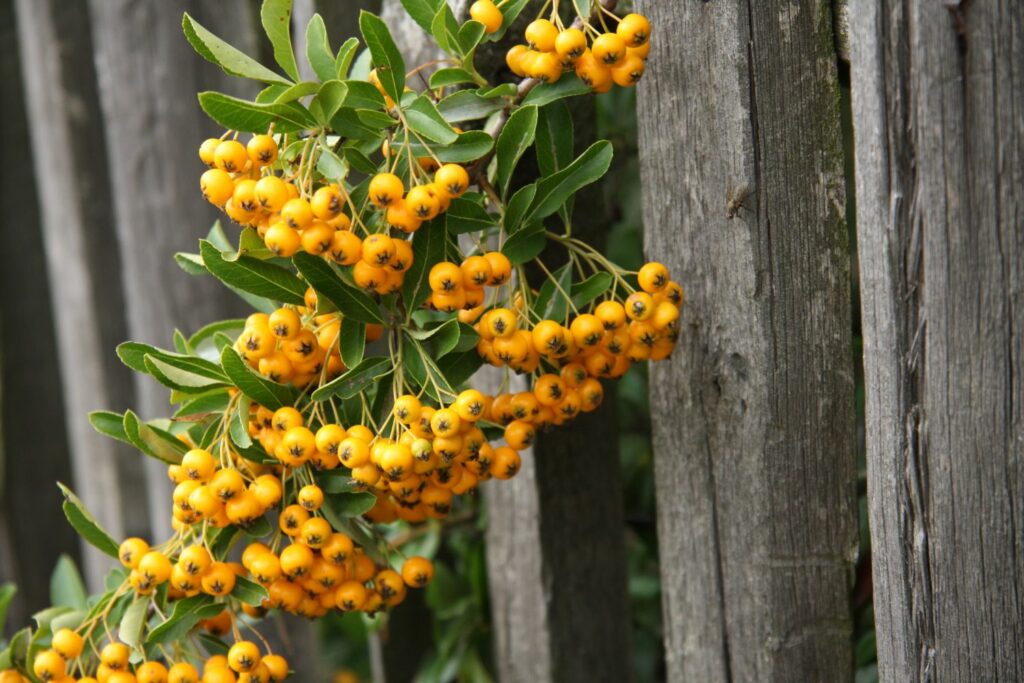 Pyracantha plant
گیاه پیراکانتا 