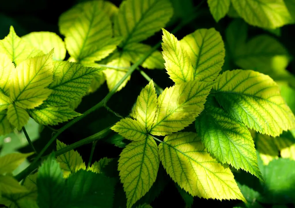 کمبود آهن در گیاه وعلائم آنIron-deficiency-in-plants-and-its-symptoms
مجموعه تولیدی سیدوس تولید کننده گلدان پلاستیکی سیدوس