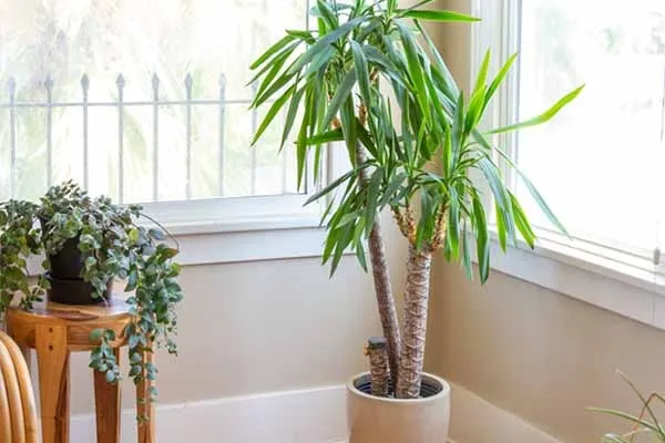 نخل آپارتمانی یوکاYucca houseplant مجموعه تولیدی سیدوس ,تولید کننده گلدان پلاستیکی سیدوس ,بیش از 120نوع, اعم از گلدان استوانه ای پلاستیکی سیدوس,گلدان الماسی پلاستیکی سیدوس,گلدان مربعی پلاستیکی,گلدان مثلثی پلاستیکی,گلدان گرد پلاستیکی ,باکس مستطیلی,در اندازه های کاکتوسی تا درختچه ای