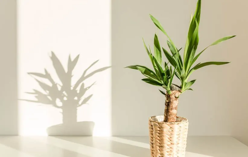 گیاه یوکا وخواص آن Yucca plant and its properties
مجموعه تولیدی سیدوس ,تولید کننده گلدان پلاستیکی سیدوس ,بیش از 120نوع, اعم از گلدان استوانه ای پلاستیکی سیدوس,گلدان الماسی پلاستیکی سیدوس,گلدان مربعی پلاستیکی,گلدان مثلثی پلاستیکی,گلدان گرد پلاستیکی ,باکس مستطیلی,در اندازه های کاکتوسی تا درختچه ای

<p>
