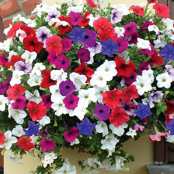 گل اطلسی (Petunia)نام علمی: (Petunia)