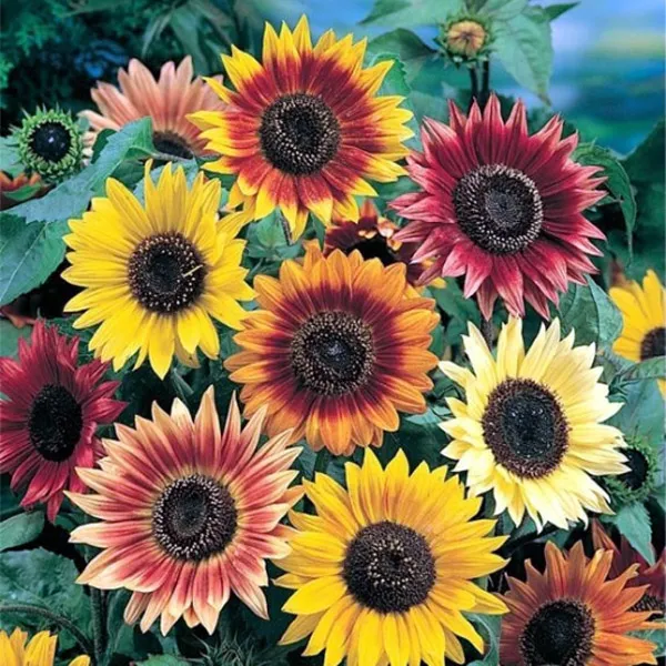 helianthus-annuusasteraceaeگل-آفتابگردان-زینتیمجموعه تولیدی سیدوس تولید کننده گلدان پلاستیکی سیدوس
گل آفتابگردان  (نام علمی: Helianthus) نام یک سرده از زیرخانواده کاسنیان آستروئیده است. این سرده شامل ۷۰ گونه می‌باشد.