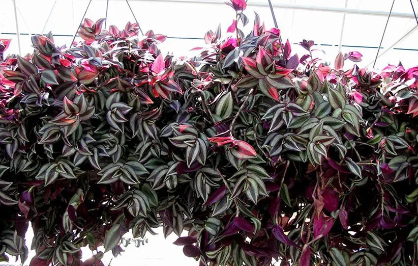 The bidi leaf flower (60 species) is beautiful in Sidoos plastic pot گل برگ بیدی (60گونه) در گلدان پلاستیکی سیدوس زیباست