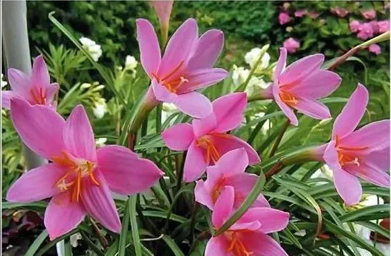 گل زفیرانتس(Zephyrlily)ZephyranthesAmaryllidoideae مجموعه تولیدی سیدوس تولید کننده گلدان پلاستیکی استوانه ای سیدوس