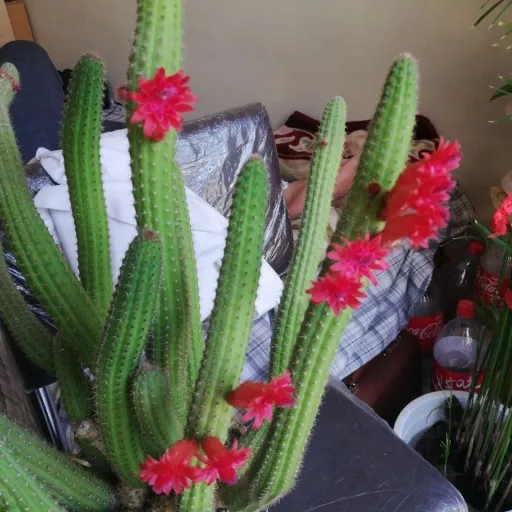 دم موشی,آپورو کاکتوس Aporocactus flagelliformis، کاکتوس rattail، گونه ای از گیاهان گلدار از خانواده کاکتوس Cactaceae است و بیشترین گونه کشت شده در سرده Aporocactus است. مجموعه تولیدی سیدوس تولید کننده گلدان پلاستیکی سیدوس