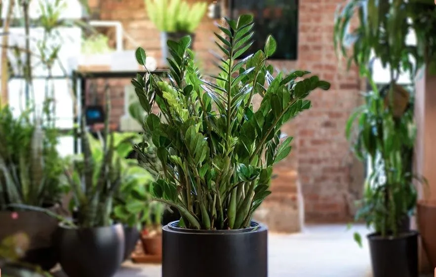 فصل پاییز وگیاهان آپارتمانی مناسب این فصل Autumn season and suitable houseplants for this season مجموعه تولیدی سیدوس ,تولید کننده گلدان پلاستیکی سیدوس ,بیش از 120نوع, اعم از گلدان استوانه ای پلاستیکی سیدوس,گلدان الماسی پلاستیکی سیدوس,گلدان مربعی پلاستیکی,گلدان مثلثی پلاستیکی,گلدان گرد پلاستیکی ,باکس مستطیلی,در اندازه های کاکتوسی تا درختچه ای