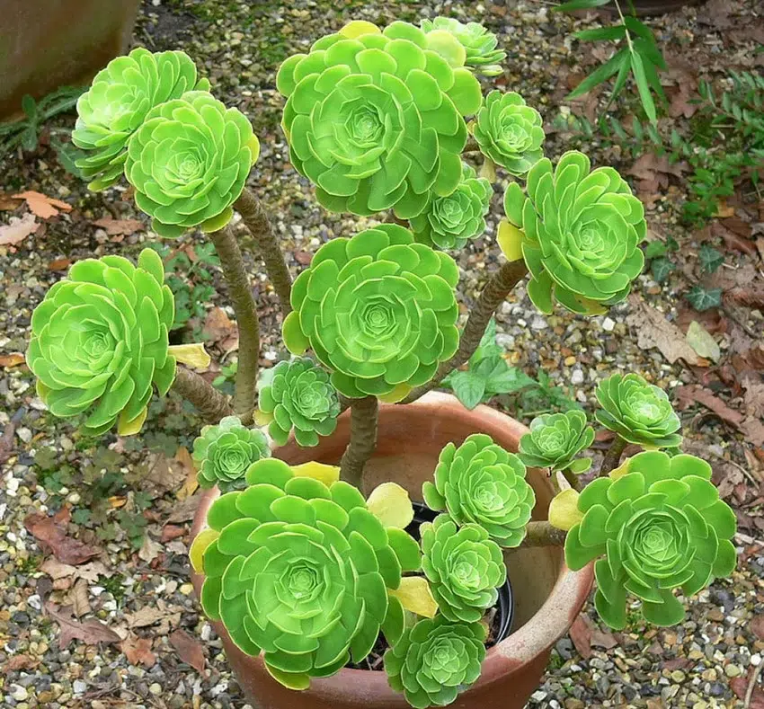 گیاه آئونیوم وراهنمای کامل نگهداری از آن Aeonium plant and a complete guide to its care گلدان پلاستیکی Plastic pot, plastic vase مجموعه تولیدی سیدوس ,تولید کننده گلدان پلاستیکی سیدوس ,بیش از 120نوع, اعم از گلدان استوانه ای پلاستیکی سیدوس,گلدان الماسی پلاستیکی سیدوس,گلدان مربعی پلاستیکی,گلدان مثلثی پلاستیکی,گلدان گرد پلاستیکی ,باکس مستطیلی,در اندازه های کاکتوسی تا درختچه ای