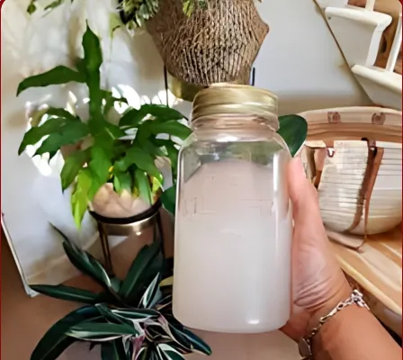 آب ماکارونی برای آبیاری کاکتوس و ساکولنتPasta water for watering cacti and succulents
مجموعه تولیدی سیدوس ,تولید کننده گلدان پلاستیکی سیدوس ,بیش از 120نوع, اعم از گلدان استوانه ای پلاستیکی سیدوس,گلدان الماسی پلاستیکی سیدوس,گلدان مربعی پلاستیکی,گلدان مثلثی پلاستیکی,گلدان گرد پلاستیکی ,باکس مستطیلی,در اندازه های کاکتوسی تا درختچه ای