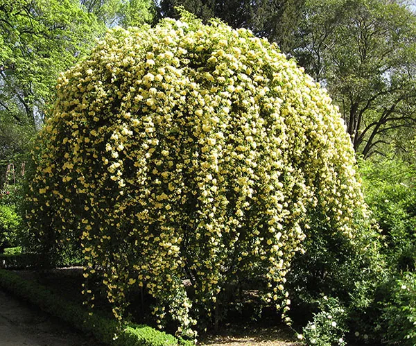 گل رز آبشار طلایی، گیاهی چندساله از جنس رزا (Rosa) و خانواده Rosaceae معمولا به عنوان رز Lady Banks در جهان شناخته میشودمجموعه تولیدی سیدوس ,تولید کننده گلدان پلاستیکی سیدوس
