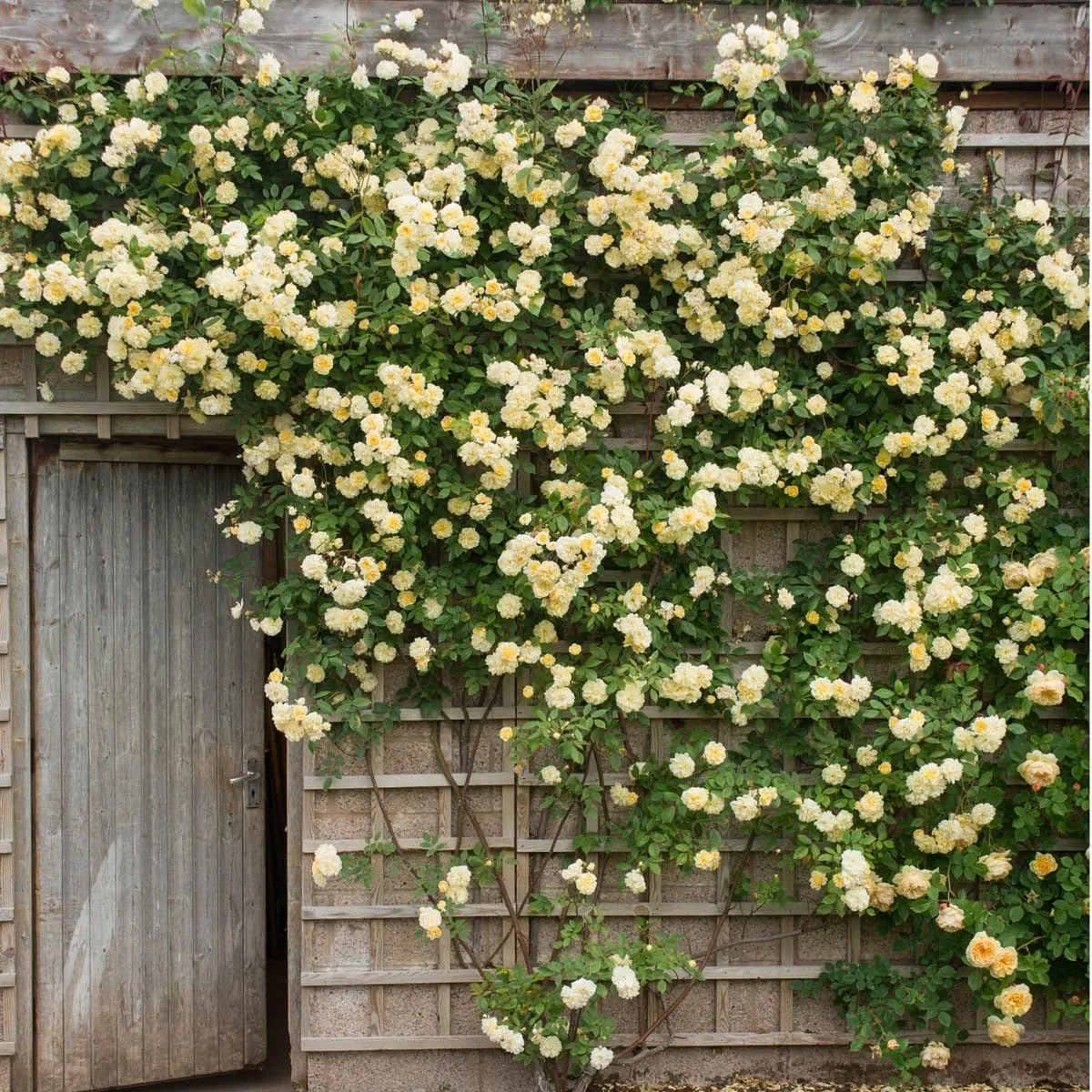 گل رز آبشار طلایی، گیاهی چندساله از جنس رزا (Rosa) و خانواده Rosaceae معمولا به عنوان رز Lady Banks در جهان شناخته میشودمجموعه تولیدی سیدوس ,تولید کننده گلدان پلاستیکی سیدوس