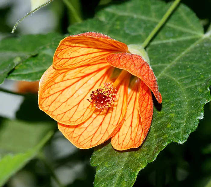 گل آبوتیلون,Abutilon 
megapotamicum
مجموعه تولیدی سیدوس ,تولید کننده گلدان پلاستیکی سیدوس