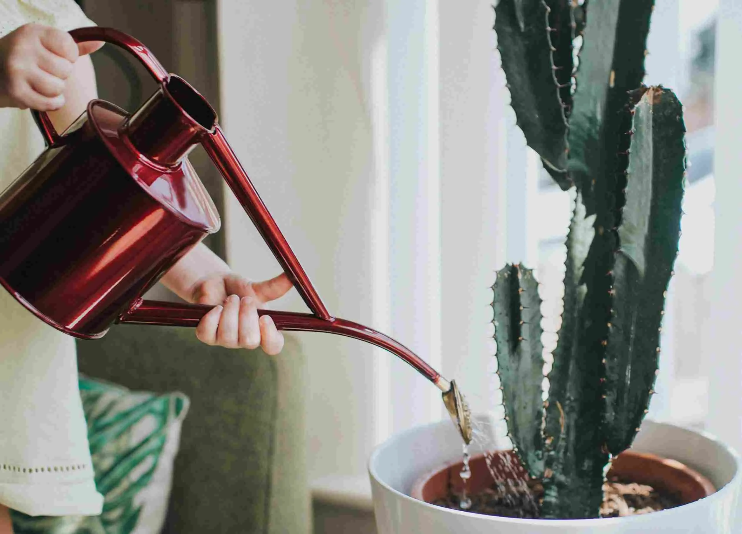 گیاه افوربیا در گلدان پلاستیکی سیدوسeuphorbia-plant-in-a-plastic-sidoos-pot
گلدان پلاستیکی  Plastic pot,  plastic vase مجموعه تولیدی سیدوس ,تولید کننده گلدان پلاستیکی سیدوس ,بیش از 120نوع, اعم از گلدان استوانه ای پلاستیکی سیدوس,گلدان الماسی پلاستیکی سیدوس,گلدان مربعی پلاستیکی,گلدان مثلثی پلاستیکی,گلدان گرد پلاستیکی ,باکس مستطیلی,در اندازه های کاکتوسی تا درختچه ای