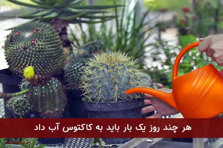 آبیاری کاکتوس و الزامات مربوطهCactus watering and related requirements
مجموعه تولیدی سیدوس ,تولید کننده گلدان پلاستیکی سیدوس ,بیش از 120نوع, اعم از گلدان استوانه ای پلاستیکی سیدوس,گلدان الماسی پلاستیکی سیدوس,گلدان مربعی پلاستیکی,گلدان مثلثی پلاستیکی,گلدان گرد پلاستیکی ,باکس مستطیلی,در اندازه های کاکتوسی تا درختچه ای