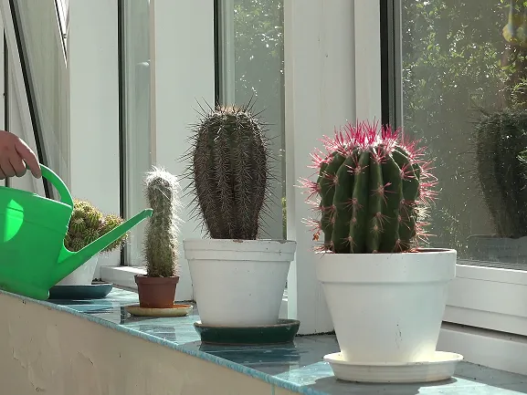 آبیاری کاکتوس و الزامات مربوطهCactus watering and related requirements
مجموعه تولیدی سیدوس ,تولید کننده گلدان پلاستیکی سیدوس ,بیش از 120نوع, اعم از گلدان استوانه ای پلاستیکی سیدوس,گلدان الماسی پلاستیکی سیدوس,گلدان مربعی پلاستیکی,گلدان مثلثی پلاستیکی,گلدان گرد پلاستیکی ,باکس مستطیلی,در اندازه های کاکتوسی تا درختچه ای