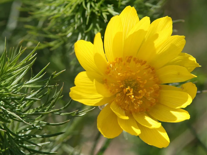 Adonis amurensis گل آدونیس وگلدان پلاستیکی سیدوس