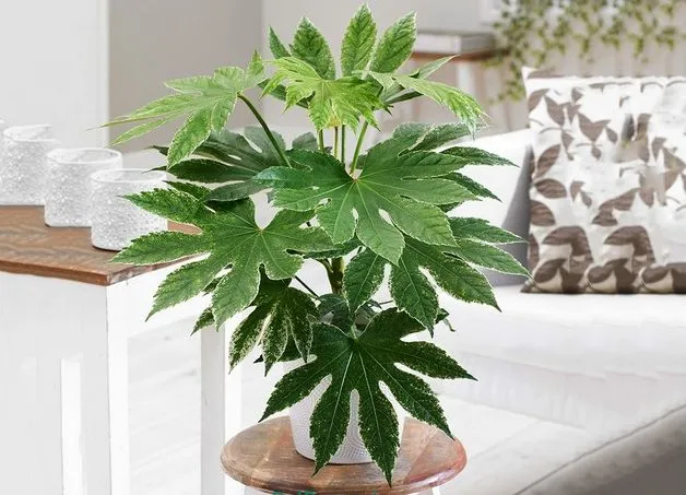 گیاه آرالیای ژاپنیJapanese Aralia plant
مجموعه تولیدی سیدوس ,تولید کننده گلدان پلاستیکی سیدوس ,بیش از 120نوع, اعم از گلدان استوانه ای پلاستیکی سیدوس,گلدان الماسی پلاستیکی سیدوس,گلدان مربعی پلاستیکی,گلدان مثلثی پلاستیکی,گلدان گرد پلاستیکی ,باکس مستطیلی,در اندازه های کاکتوسی تا درختچه ای
