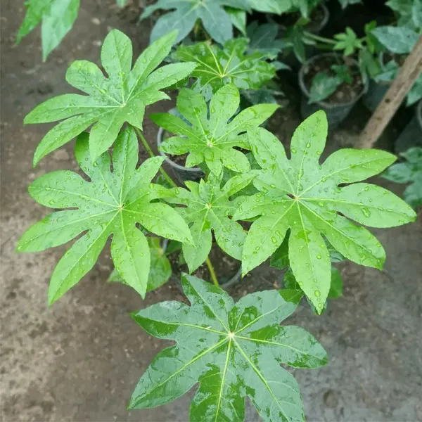 گیاه آرالیای ژاپنیJapanese Aralia plant
مجموعه تولیدی سیدوس ,تولید کننده گلدان پلاستیکی سیدوس ,بیش از 120نوع, اعم از گلدان استوانه ای پلاستیکی سیدوس,گلدان الماسی پلاستیکی سیدوس,گلدان مربعی پلاستیکی,گلدان مثلثی پلاستیکی,گلدان گرد پلاستیکی ,باکس مستطیلی,در اندازه های کاکتوسی تا درختچه ای