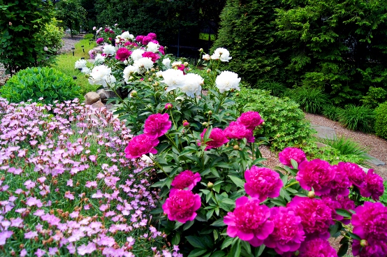 Peony flower or peony flower
