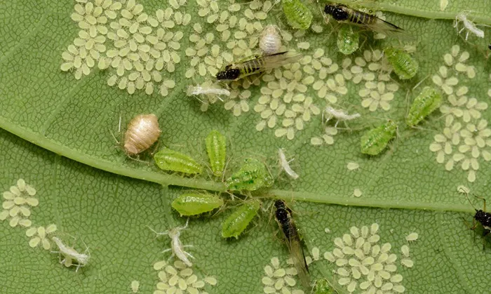 بیماری های رایج گیاهان آپارتمانیCommon houseplant diseases مجموعه تولیدی سیدوس ,تولید کننده گلدان پلاستیکی سیدوس ,بیش از 120نوع, اعم از گلدان استوانه ای پلاستیکی سیدوس,گلدان الماسی پلاستیکی سیدوس,گلدان مربعی پلاستیکی,گلدان مثلثی پلاستیکی,گلدان گرد پلاستیکی ,باکس مستطیلی,در اندازه های کاکتوسی تا درختچه ای تدوین:مینو غفوری ساداتیه آدرس اینستاگرام:gooldono.stand.sidoos@ تلفن:09308743868