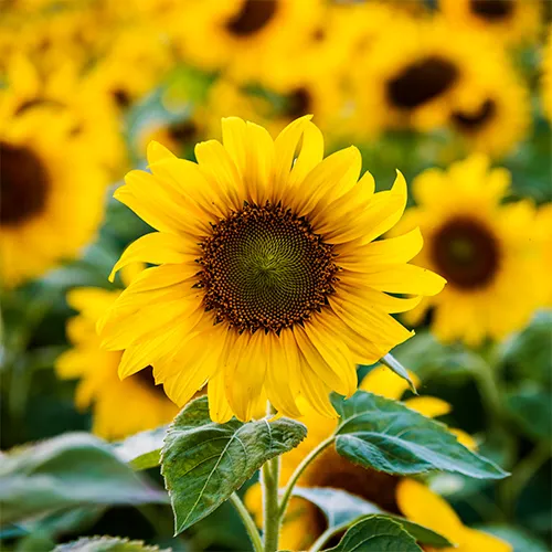 گل های بهاری وتابستانی مناسب باغچه (37گونه)Spring and summer flowers suitable for the garden (37 (species) مجموعه تولیدی سیدوس , تولید کننده گلدان های پلاستیکی سیدوس