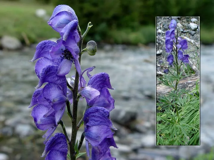 گل آقونیطونAconitum
Delphinieae
مجموعه تولیدی سیدوس تولید کننده گلدان پلاستیکی سیدوس
