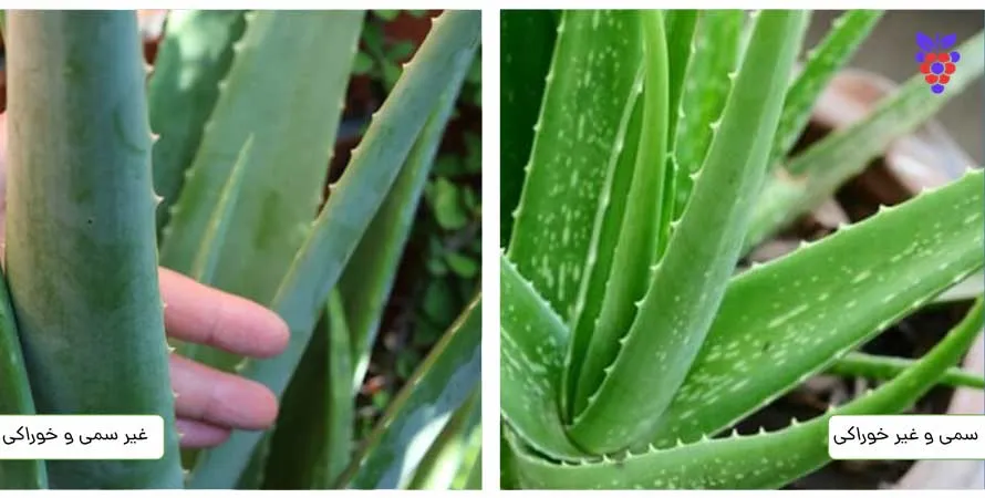 گیاه آلوئه ورا یا صبرAloe vera plant or patience مجموعه تولیدی سیدوس ,تولید کننده گلدان پلاستیکی سیدوس ,بیش از 120نوع, اعم از گلدان استوانه ای پلاستیکی سیدوس,گلدان الماسی پلاستیکی سیدوس,گلدان مربعی پلاستیکی,گلدان مثلثی پلاستیکی,گلدان گرد پلاستیکی ,باکس مستطیلی,در اندازه های کاکتوسی تا درختچه ای
